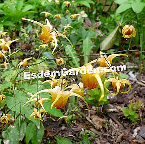 The 'Amber Queen' epimedium - (queen) N. Vialard