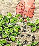 Plantați și transplantați petunia - (este) Selectați plantele