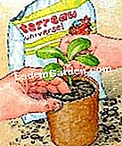 Plantați și transplantați petunia - (care) Așezați plantele în ghivece