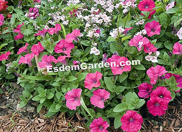 Plantați și transplantați petunia - (bine) Petunia și diascia appleblossom. Chiar dacă suntem obișnuiți să-i vedem în cascadă, murind de o suspensie, petuniile pot fi plantate în solide - Syngenta Flowers - F. Marre - EsdemGarden