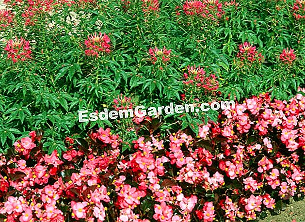 Semperflorens Begonia tömeg 'party' és Cleome spinosa 'csillagszóró' - Ecole du Breuil