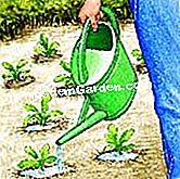 Plantați marginea - (solul) © D.R.