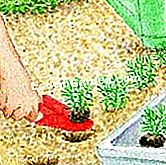 Tanam Carnation The Poet - (poet) Ambil anak benih dari semak