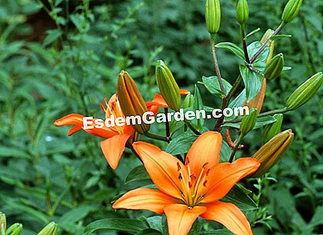 Menanam lily - (mentol) Lilium 'Enchantment' secara besar-besaran