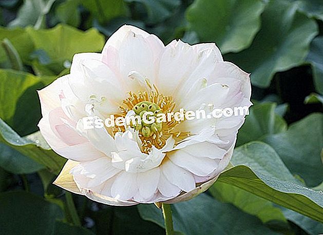 Pflanze den Lotus - (pflanze) Lotus 'Chawan Basu' - Latour Marliac