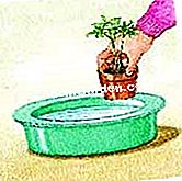 Menanam peony - (menanam) Dip bola akar