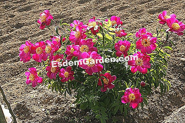 Menanam peony - (tanah) Menanam peony