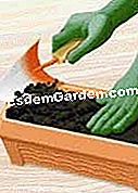 Tumbuh petunia dalam panci - (petunia) Tambah campuran tanah tanah dan taman