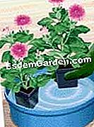 Tumbuh petunia dalam panci - (yang) Dip tanaman