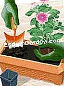 Tumbuh petunia dalam panci - (penanam) Tanam petunias
