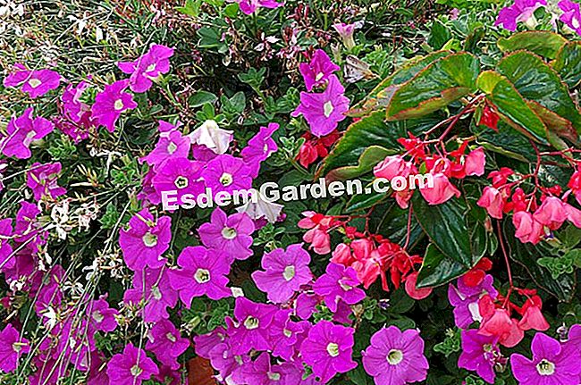 Tumbuh petunia dalam panci - (tumbuh) F.Marre - EsdemGarden - Bertrand Brothers