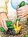 Plante a prímula - (prímulas) Recolha as plantas mais bonitas