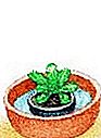 Plante a prímula - (plantas) Umedeça a raiz, se necessário