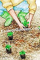Plante a prímula - (prímula) Divida as plantas de prímula