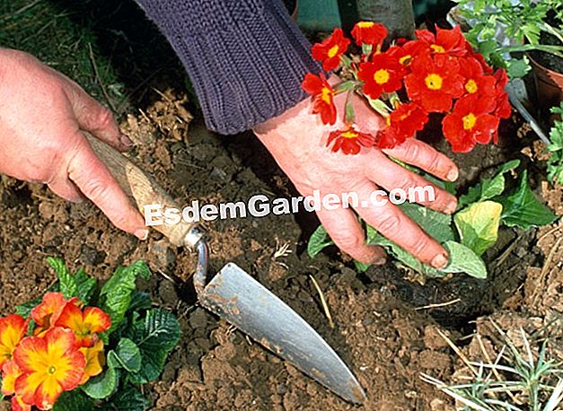 Plante a prímula - (prímulas) F.Marre - EsdemGarden - A madeira de Pinard - Marie Marcat