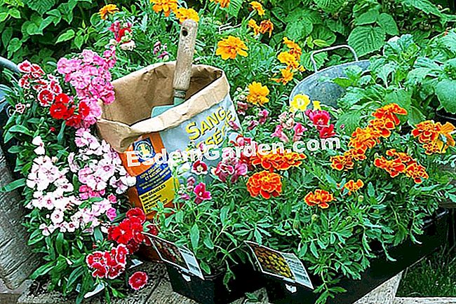 Tumbuhkan snapdragon itu - (snapdragon) F.Marre - EsdemGarden - The Pinard Wood - Marie Marcat