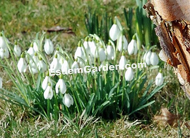 Plantați crenga de zăpadă - (bulbi) Galanthus elwesii. Fruntea de ninsoare la poalele mesteacanului negru. - Grădina Maizicourt - F. Marre - EsdemGarden