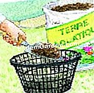 Tumbuhkan lili air - (yang) Sediakan substrat