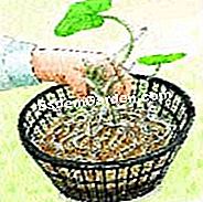 Tumbuhkan lili air - (untuk) Tumbuh teratai air