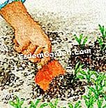 Den Vergissmeinnicht entdecken - (Boden) Entferne die Vergissmeinnicht-Pflanzen