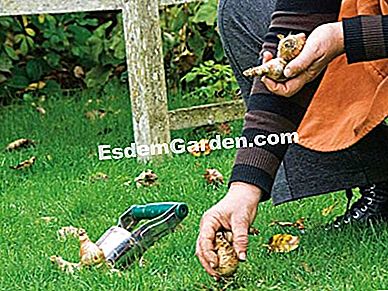 Bulbi delle piante - (piante) F. Marre - EsdemGarden