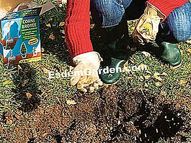 Bulbi delle piante - (prato) Fertilizzare per piantare i bulbi