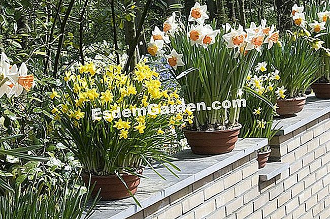 Bulbi delle piante - (prato) Pianta i tuoi bulbi - F. Marre - EsdemGarden - Keukenhof Park