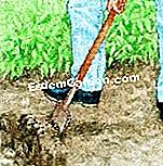 装飾用キャベツを植える - (装飾用キャベツを植える) 土を耕す