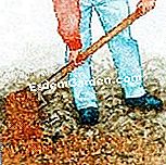 装飾用キャベツを植える - (装飾用キャベツを植える) 塊を壊して地面を平らにする