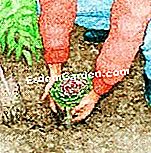 装飾用キャベツを植える - (装飾用キャベツを植える) 装飾用キャベツを植える