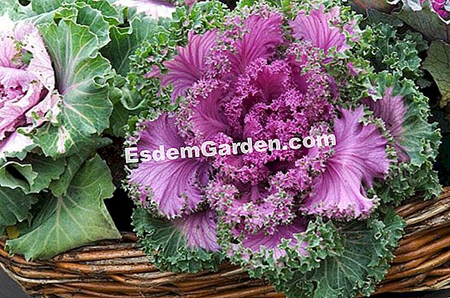 装飾用キャベツを植える - (装飾用キャベツを植える) 観葉植物 - F. Marre - EsdemGarden
