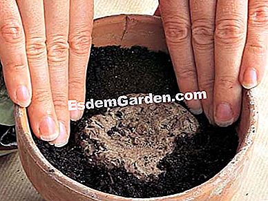Pianta il ciclamino rustico in vaso o all'aperto - (vaso) Stufato facile - EsdemGarden