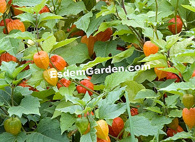 Piantare l'amore in una gabbia - (gabbia) Physalis piantato nel massiccio - Drulon Garden - F. Marre - EsdemGarden