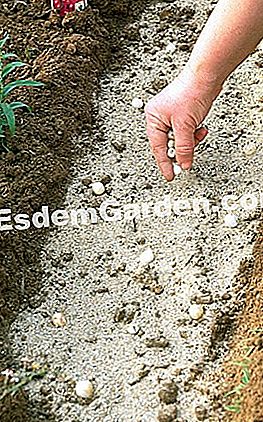Menanam bawang putih hiasan - (putih) Penanaman bawang putih hiasan - Pinard Wood - M-Marcat - F. Marre - EsdemGarden