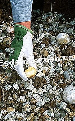 Menanam bawang putih hiasan - (putih) Penanaman bawang putih hiasan - Pinard Wood - M-Marcat - F. Marre - EsdemGarden