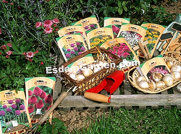 Menanam bawang putih hiasan - (menanam) Penanaman bawang putih hiasan - Pinard Wood - Marie Marcat - F. Marre - EsdemGarden