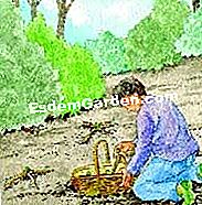 Menanam eremurus - (menanam) Sebarkan kuku eremérus