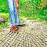 Pianta lo zafferano - (zafferano) Alleggerisci la terra