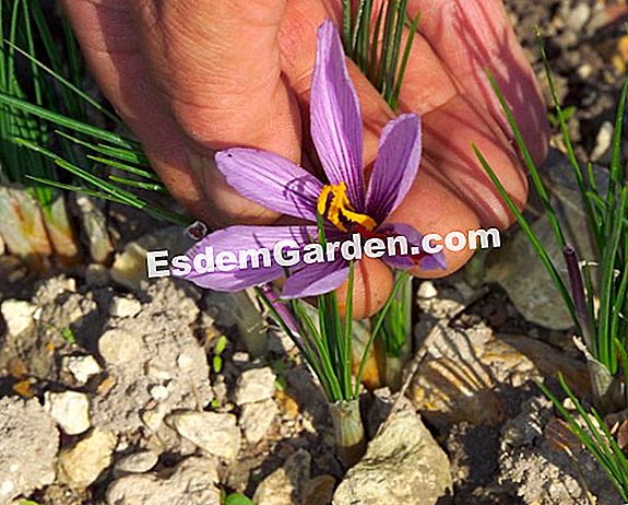 Pianta lo zafferano - (terreno) F.Marre - EsdemGarden - Sig. Meriguet