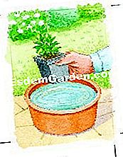 Tembikai wallflower musim panas - (musim) Menenangkan bola akar jika perlu
