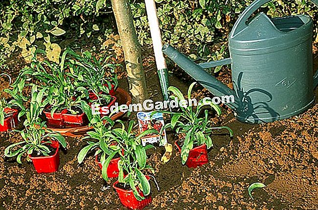 Tembikai wallflower musim panas - (wallflower) F.Marre - EsdemGarden - The Pinard Wood - Marie Marcat