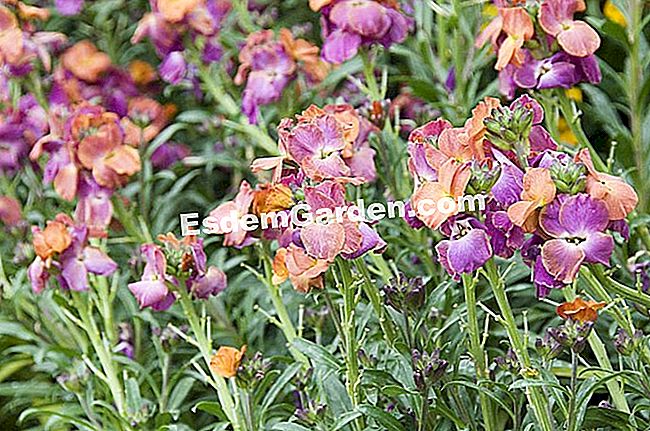 Menanam bunga dinding - (bunga) F.Marre - EsdemGarden - Nursery Saunier