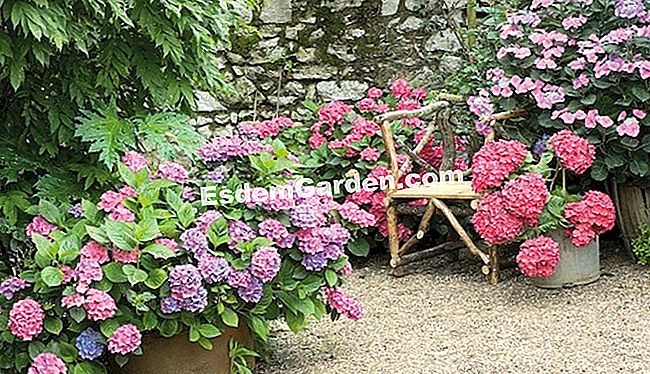Potée e fioriere da installare in un giardino ombreggiato - (ombra) Potée e fioriere da installare in un giardino ombreggiato