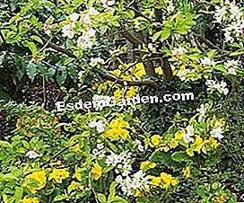 Primeveres, rasa musim bunga - (bunga) Pokok epal disertai dengan baik