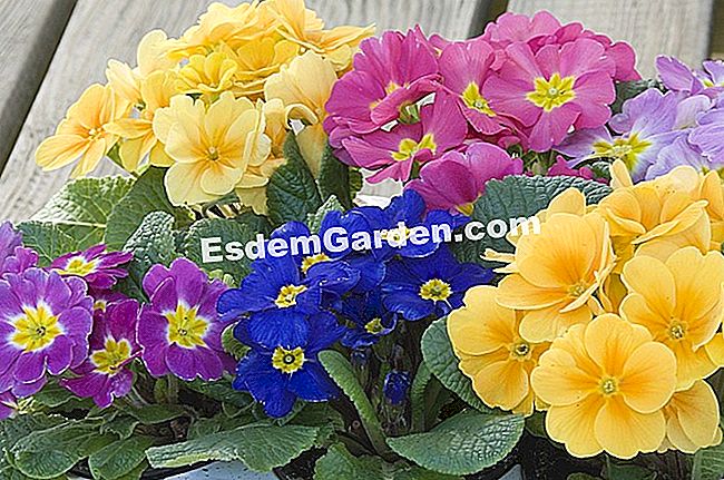 Primeveres, rasa musim bunga - (musim) F.Marre - EsdemGarden - Pusat Taman Ladang Gally