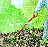 Protezione di arisaema - (Arisaema) Biner al suolo