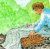 Protezione di arisaema - (piede) Paglia e coperchio