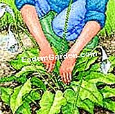 Perlindungan arum - (perlindungan) Keluarkan daun dan bunga pudar