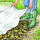 Perlindungan arum - (daun) Untuk mulakan kaki