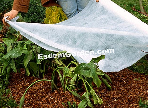 Perlindungan arum - (atau) Melindungi arum terhadap fros - F. Marre - EsdemGarden - Pinard Wood - Marie Marcat